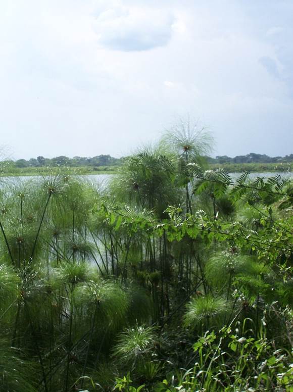 papytrus au bord du nil ouganda